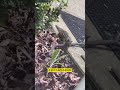 Crazy Squirrels: How They Hunt and Outsmart Snakes | Amazing Animal Strategies