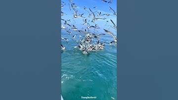 HIỆN TƯỢNG LẠ CỦA BẦY CHIM HẢI ÂU