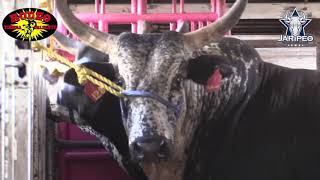 RANCHO EL TESORO,RANCHO SEMENTAL,PURO MICHOACAN Y ESPUELA DE ORO EN GAFFNEY CAROLINA DEL SUR