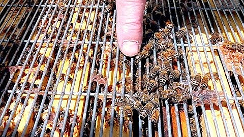 Musings on Queen Excluders