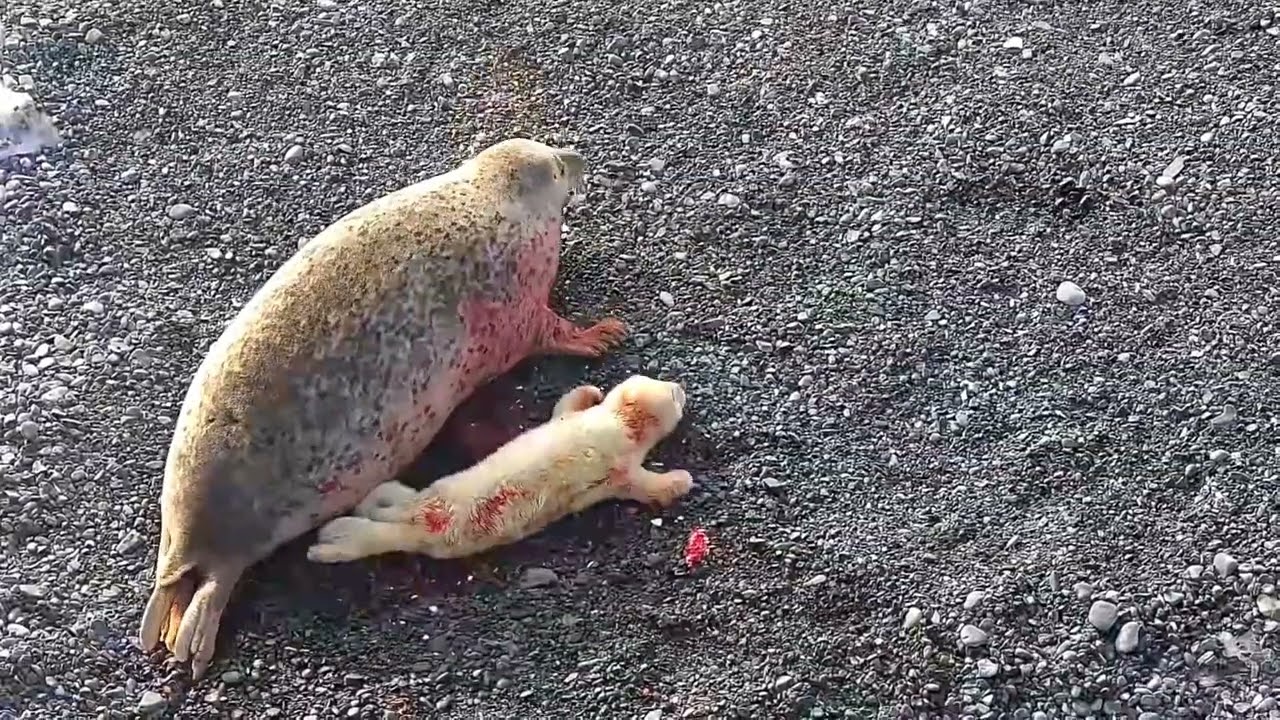 Ссора мамы-ларги с падальщиком попала на видео в Морском заповеднике