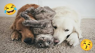 The end 😊😂 Funny Dogs & Cats Videos 🐶🐱 ep 98