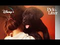 Meet Paco and His Raisers | Pick of the Litter | Disney+