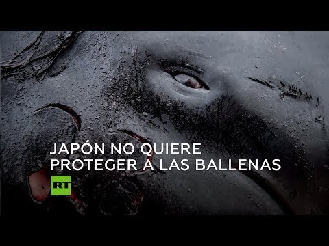 Vídeo: Japón Reanuda La Caza Comercial De Ballenas