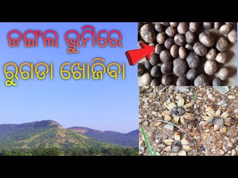 Ruguda Search Jungle