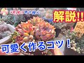 初心者さんにもオススメ！多肉植物のおしゃれに寄せ植えする方法を解説してみました♡ ガーデニング　園芸