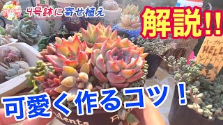 初心者さんにもオススメ！多肉植物のおしゃれに寄せ植えする方法を解説してみました♡ ガーデニング　園芸