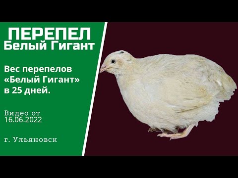 Вес перепелов Белый
