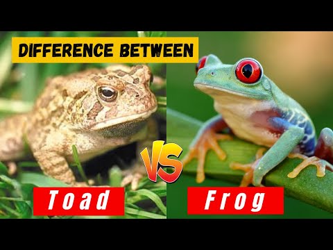 What is The Difference Between a Frog and a Toad - Hidden Facts and Comparison - Learning video