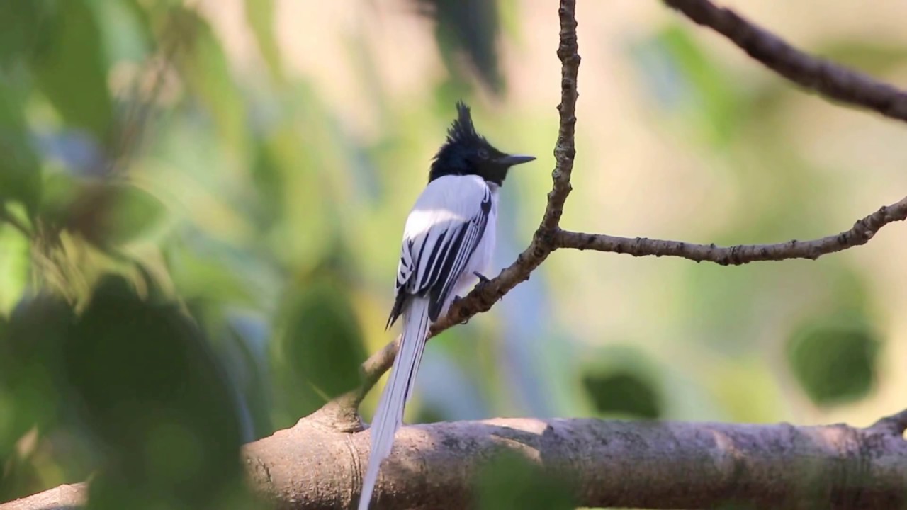 Asian Paradise Flycatcher Preening @ Sinhagad Valley 