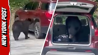 Bear Opens Car Doors and Trunk in Tennessee Parking Lot