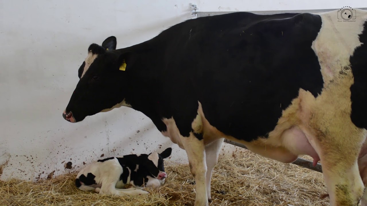 زيارة السيد معالي وزير الفلاحة لمزرعة بلدي اقروليفال بوادي النجاء ولاية ميلة