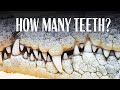 How Many Teeth does a Crocodile Have? **TarongaTV**