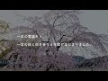 【住友林業】組織培養でクローン桜を未来へ繋ぐ