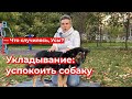 Что случилось, Усы? Укладывание: успокоить собаку