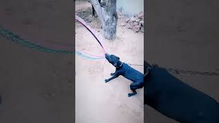 Black Roxy Grip Practice Apbt Dog