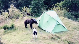 L'orso sta per entrare nella tenda dei campeggiatori: l'eroico (e inutile) intervento del cane