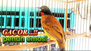 Burung kutilang emas gacor