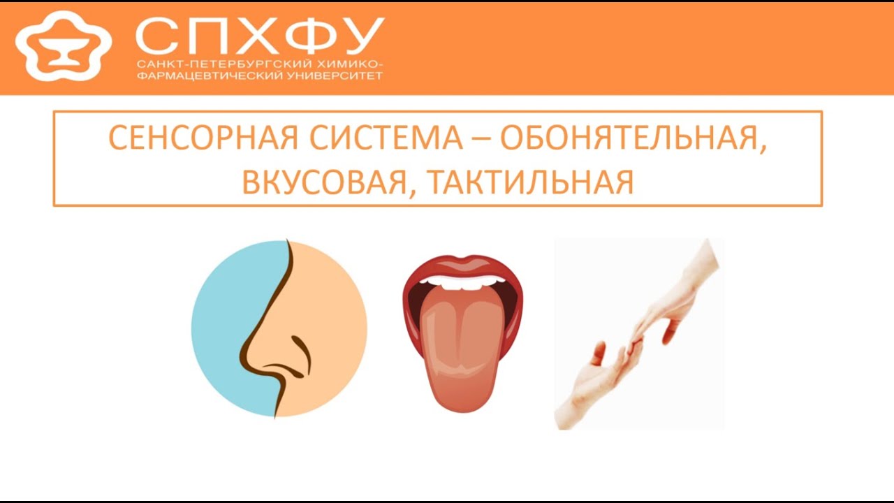 Обонятельные вкусовые и осязательные ощущения. Обонятельные вкусовые и осязательные ощущения