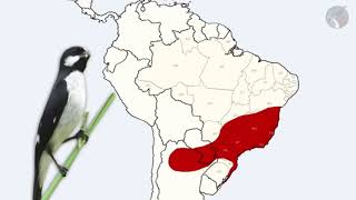 Migração do pássaro bigodinho. screenshot 2