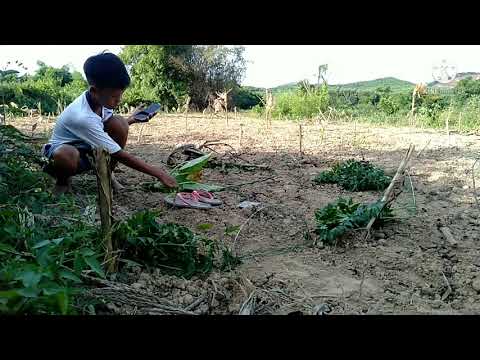 Video Đi Bẫy Chim Cút rừng(#2) - youtube