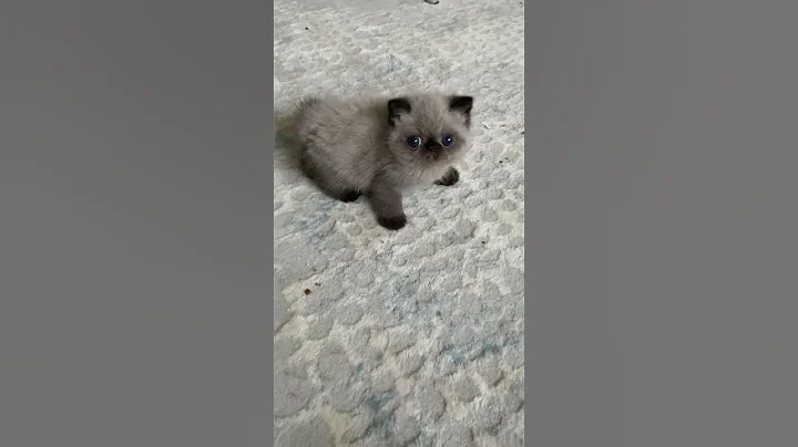 Video 5627101: exoticshorthair kittens, persian kitten