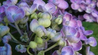 不思議な形をしたアジサイ ウズアジサイ(オタフクアジサイ) Uzu Ajisai, Hydrangea 不思議な形をしたアジサイ ウズアジサイ(オタフクアジサイ) Uzu Ajisai, Hydrangea
