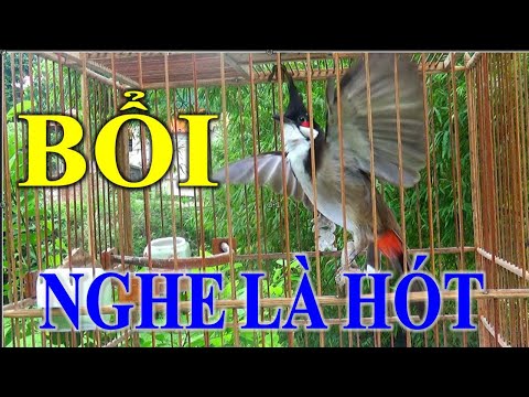 Video Chào mào hót đấu | Luyện giọng chào mào hót sáng thúc... - youtube