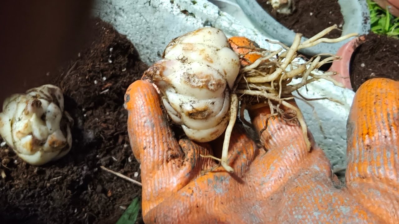 食用百合種植#島內移居花蓮生活