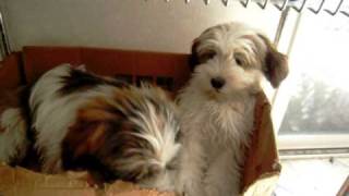 Tibetan Terrier Puppies... Playing in Boxes 046.AVI