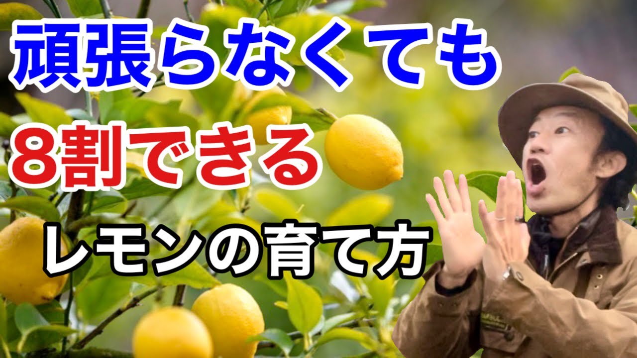 美容健康 園芸店長がやると得するレモン栽培を教えます 初心者でもベランダでも自宅でレモンが育てれる 大量消費レシピ ２倍採れる種類も Japan Garden Lemon Cultivation Youtube