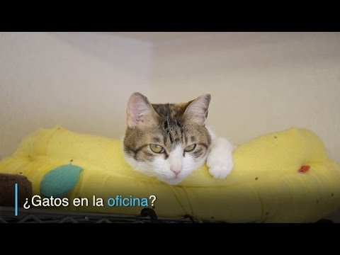 Video: Gatos De Oficina: La Compañía Japonesa 'contrata' Gatitos Para Aliviar El Estrés