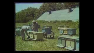 Пчеловодство на промышленную основу. Центрнаучфильм 1975 год.