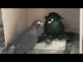 20.07.19. Голуби в гостях у Володи. Pigeons visiting Volodya.