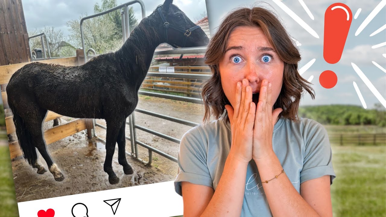 Rettung in letzter Sekunde: 28 Pferde befreit 🚨