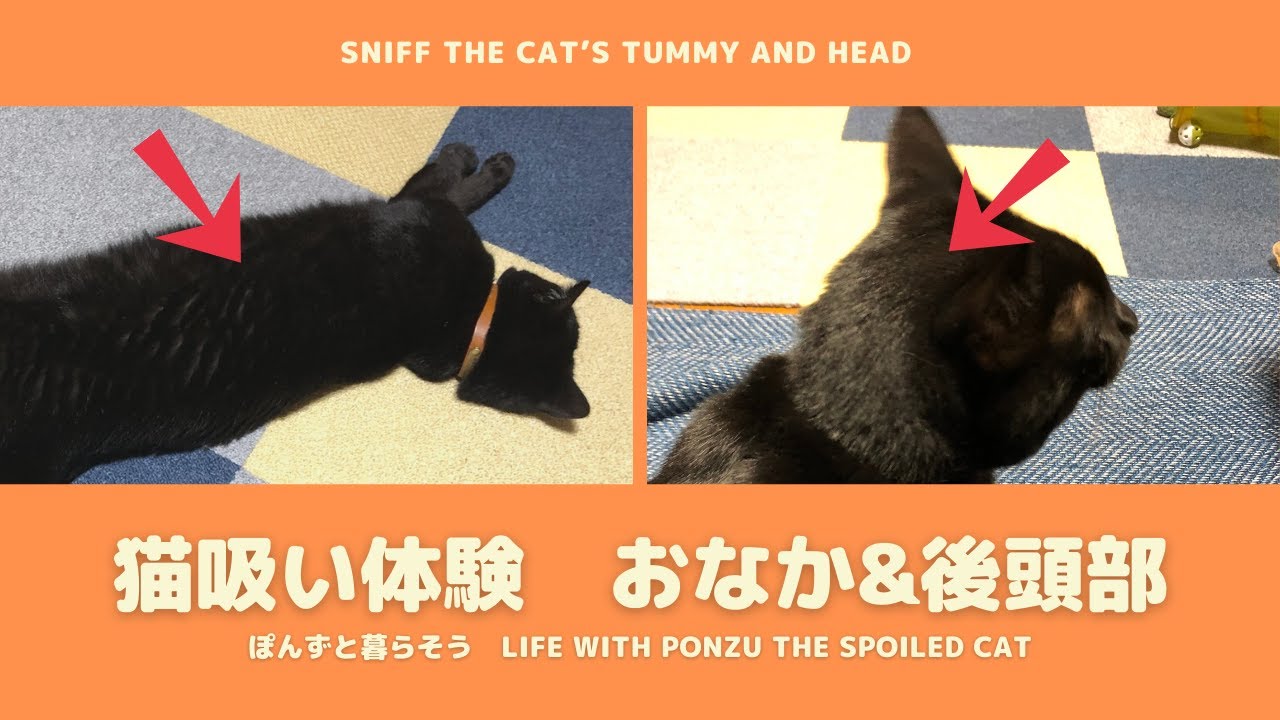 猫吸い体験 黒ネコぽんずの後頭部 おなかを吸う Youtube 猫吸い体験 黒ネコぽんずの後頭部 おなかを吸う Youtube