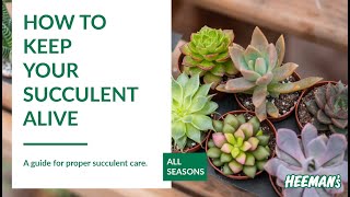 How to Keep Your Succulents Alive & Thriving