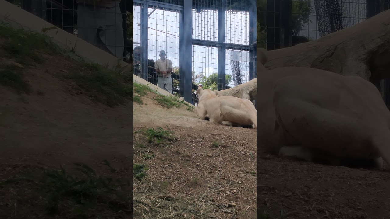 貰邪🤧㊸ホワイトライオン・しろじし・白獅子・セラムくん・リズムちゃん・沖縄こどもの国・・・White_Lion・Okinawa Zoo & Museum(20260223)