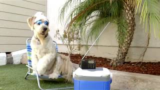 Don't forget your pets when preparing your emergency kit!