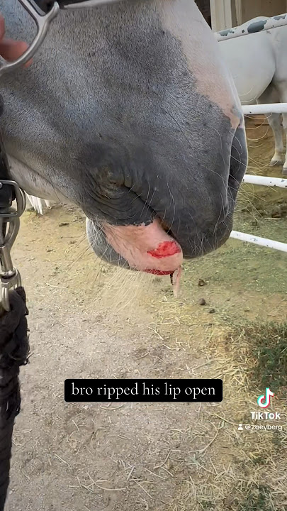 Horses. #horse #equestrian #fail #funny #meme #farmlife #update #haha #horsefail #equestrianfail