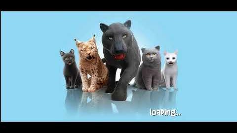 CAT SIMULATOR 2020 | Android Gameplay HD