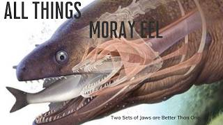 Two Sets of Jaws Because One is not Enough - All Things Moray Eel