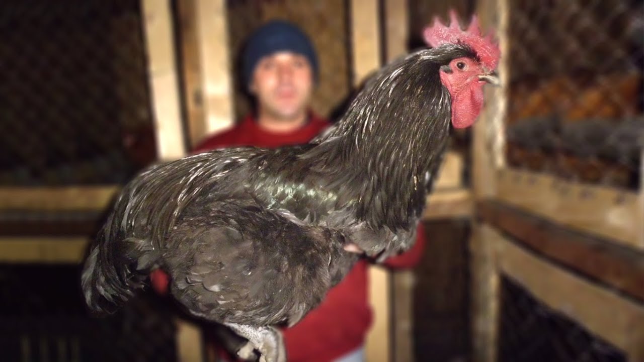 Большая курица название. Джерсийский гигант порода кур. Курица Джерсийский гигант. Джерсийский гигант порода. Петух Джерсийский гигант.