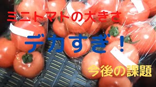 大きすぎるミニトマト・オリジナル品種・今後の課題