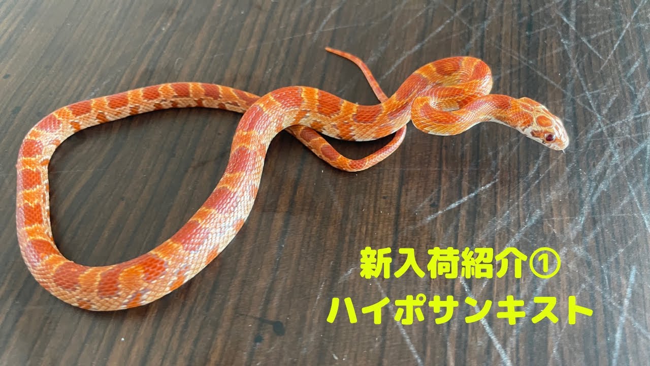 新入荷紹介 コーンスネーク ハイポサンキスト Youtube 新入荷紹介 コーンスネーク ハイポサンキスト Youtube