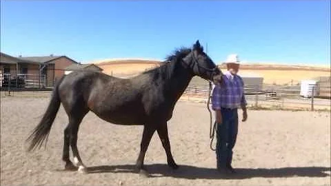 Dennis Parker Horse Training