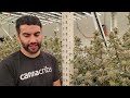 From Basement Grows to a Montana Cannabis Empire | Seed of Life