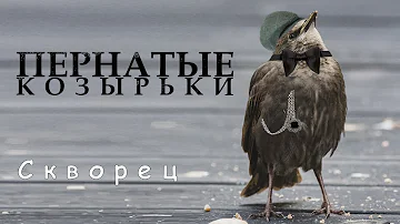 Острые козырьки среди птиц. Пернатый гангстер. Птица Скворец. Немного про скворцов.