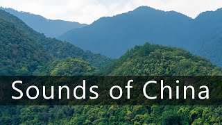 Download lagu Wild China sounds - Dawn chorus in the mountain forests of Yunnan
