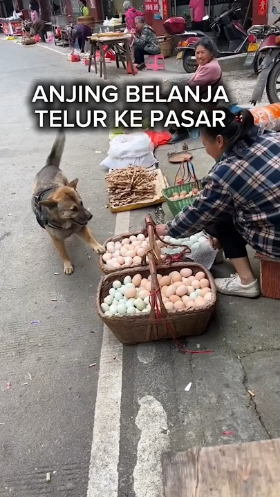 Pintar Sekali Anjing ini Suka Belanja Ke pasar